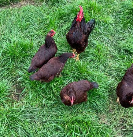 Image 9 of Point of Lay Hens - pure breeds 18 - 20 weeks old