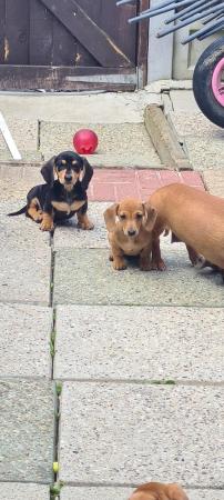 Image 9 of Miniature Dachshund puppies
