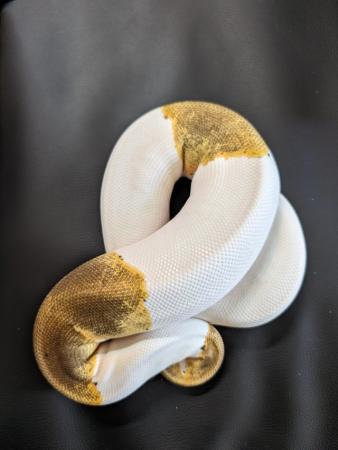 Image 5 of Royal python pinstripe pied