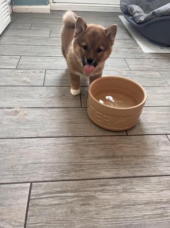 Image 7 of Shiba Inu X puppy for sale