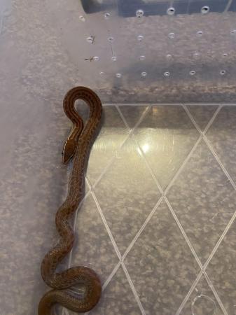 Image 4 of For sale cb23 house snakes (boaedon capensis )
