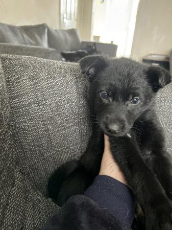Image 6 of **German Shepherd Puppy for sale £650**