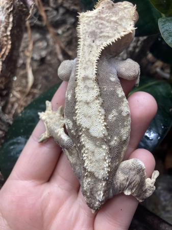 Image 3 of Adult female harlequin tailess crested gecko