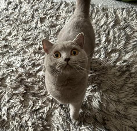 Image 2 of British shorthair cat available