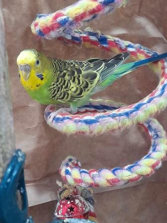 Image 4 of Bonded Budgie pair for sale