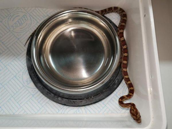 Image 10 of Lovley young corn snake available