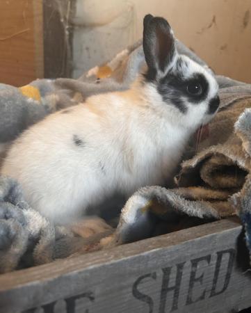 Image 2 of Netherland Dwarf baby rabbits