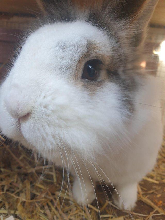 Preview of the first image of 3 year old mini lop x lion head rabbit and large hutch.