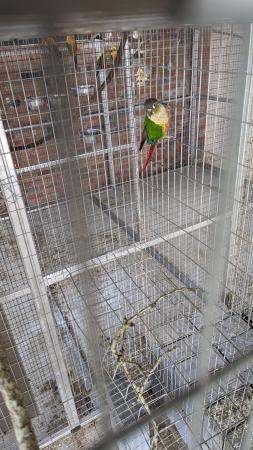 Image 2 of 2022 green cheeked conure cock for sale