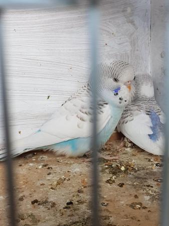 Image 3 of Baby Budgies for sale. 8 Weeks old.