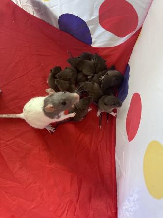Image 3 of Baby rats 5 females left
