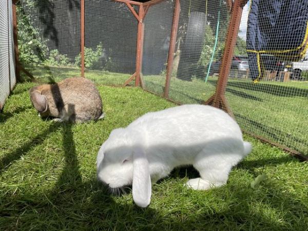 Image 5 of Bonded pair of French lop does