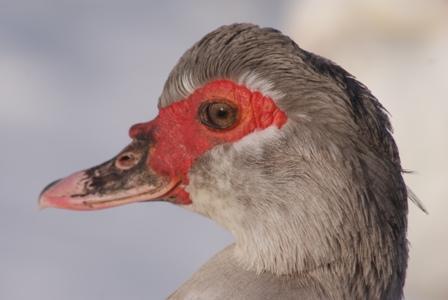 Image 4 of Muscovy Ducks for sale CIRENCESTER