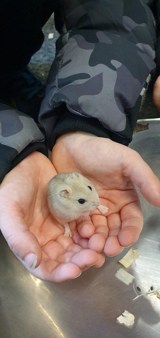 Baby russian sale hamsters