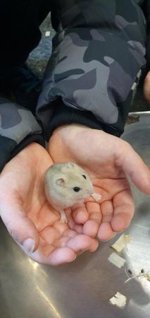 Image 1 of Baby Russian Dwarf Hamsters For Sale