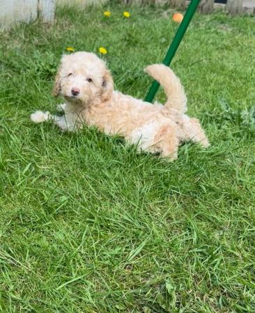 Image 22 of One left! REDUCED READY NOW Gorgeous cockapoo puppies.