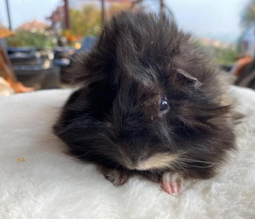Image 31 of Beautiful long haired very friendly  baby boy guinea pigs