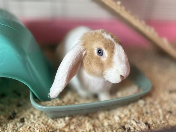 Image 2 of 2 Year old female rabbit