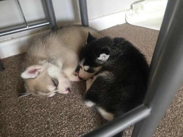 Image 19 of Gorgeous Siberian husky puppies for sale!