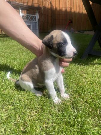 Image 5 of READY 6/7/24 Adorable homebred KC registered Whippet pups