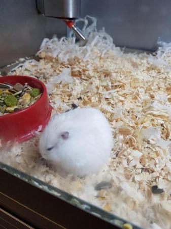 Image 4 of Winter White Dwarf Hamsters available