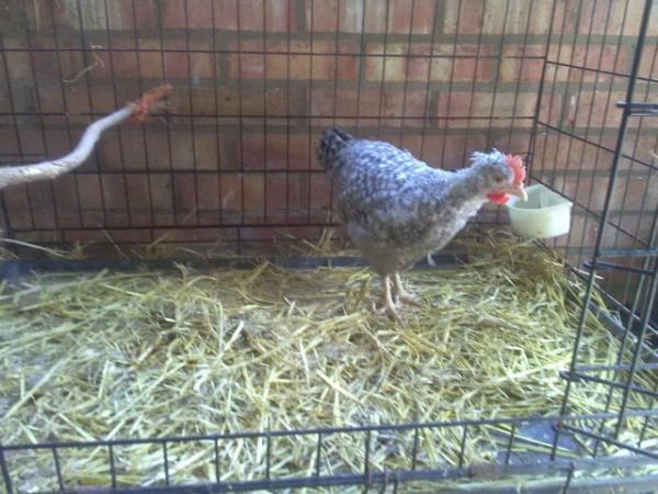 Image 2 of Pure Bred Cream Legbar Cockerell Chick 10 weeks old