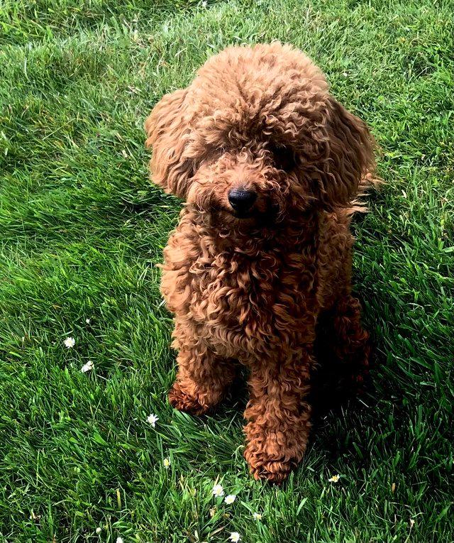 Preview of the first image of Proven red toy poodle (Health tested).