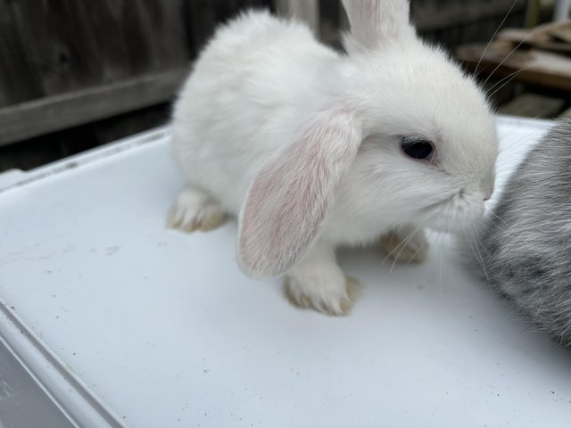 Preview of the first image of 4 beautiful white male mini lop rabbits.