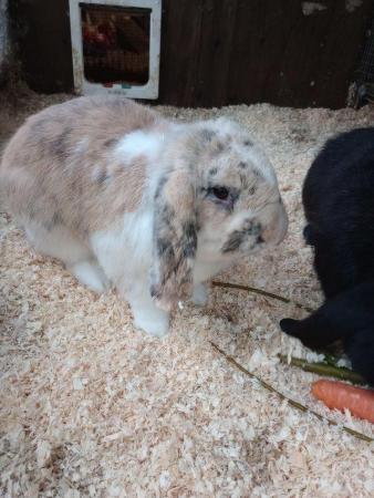 Image 1 of Purebred French lop male rabbit