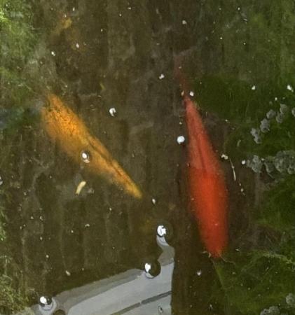 Image 1 of Large pond Goldfish for sale