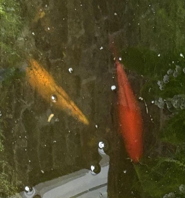 Preview of the first image of Large pond Goldfish for sale.