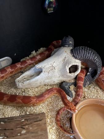 Image 4 of Corn snake amel red comes with whole set up Biv etc