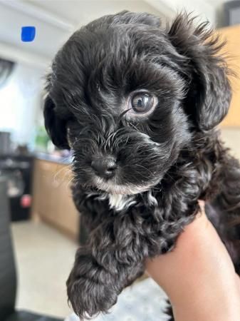 Image 1 of Toy Shih-poo’s puppies (Imperial )