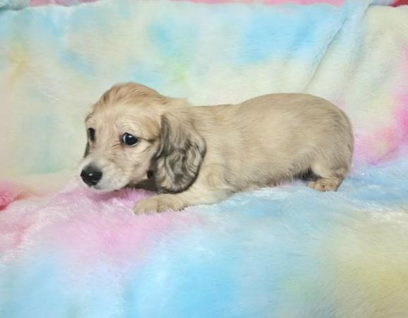 Image 15 of Kc registered mini long haired dachshund