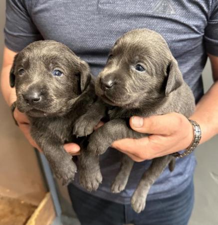 Image 20 of Stunning - Silver & Charcoal Labrador Pups