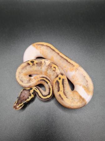 Image 2 of 2023 Royal Python Hatchlings For Sale