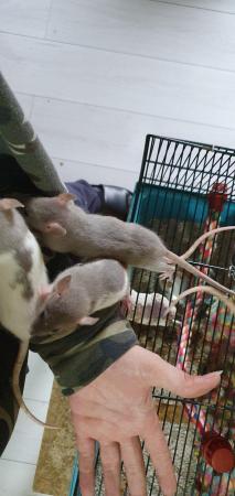 Image 4 of Young/baby rats (guaranteed tame)