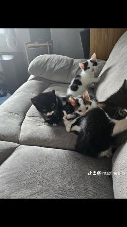 Image 7 of Beautiful kittens for sale