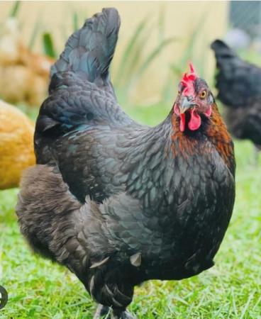 Image 2 of French Copper Black Marans - Point of Lay Hens - Free Range