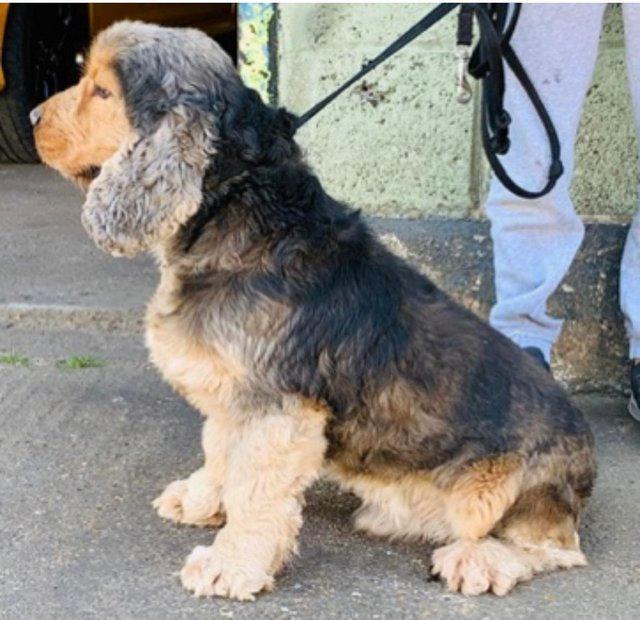 Preview of the first image of KC REG DNA CLEAR Show cocker spaniel dog.