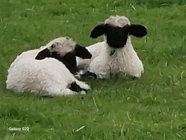 Image 1 of Valais blacknose lambs ewes rams and weather's
