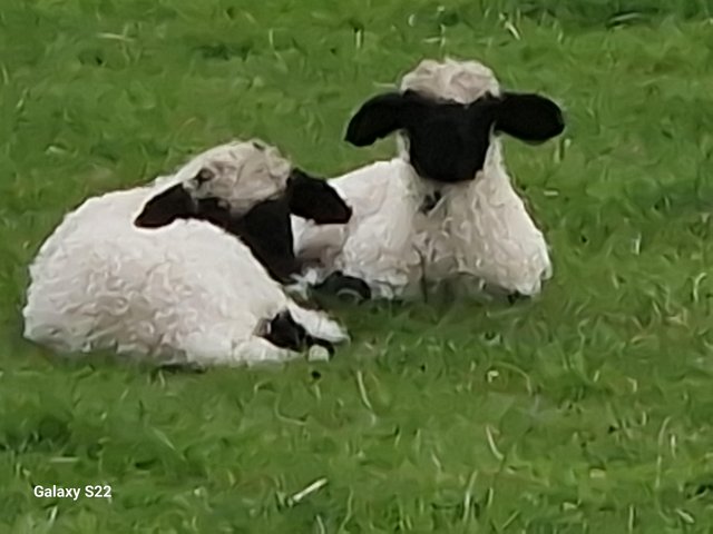 Preview of the first image of Valais blacknose lambs ewes rams and weather's.