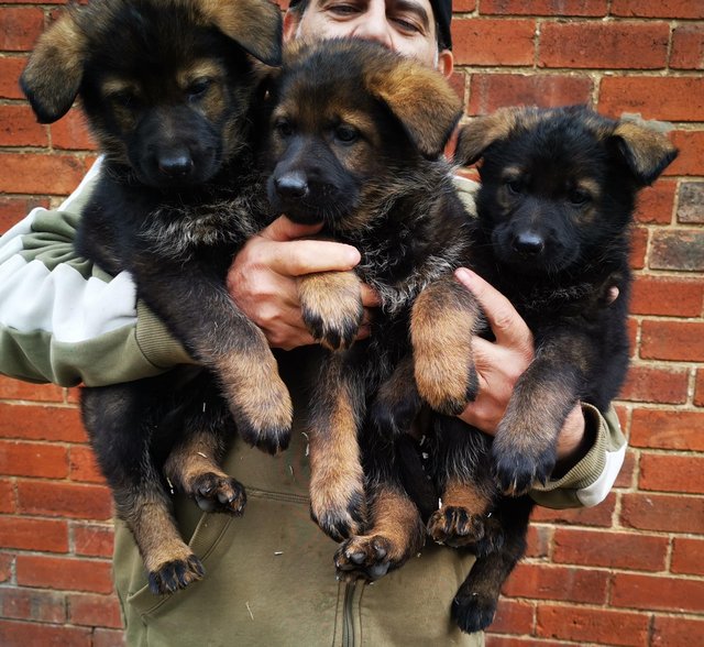Preview of the first image of Top Quality German shepherd puppies.