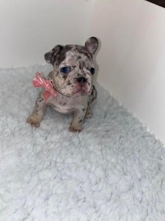 Image 4 of REDUCED ready to leave now Quality French Bulldog Puppies