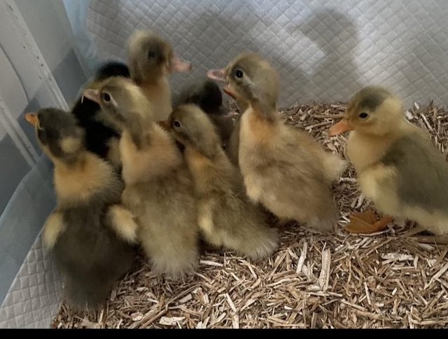 Preview of the first image of Swedish ducklings 1 week old.