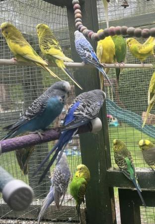 Image 4 of Adorable budgies for sale