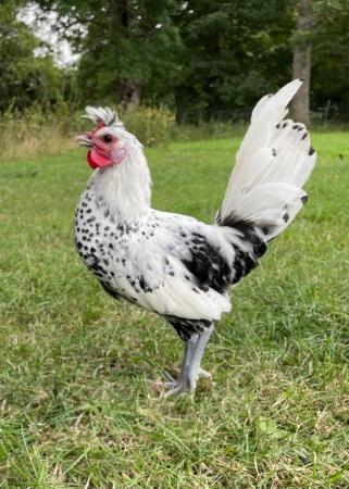 Image 6 of Silver Appenzeller Spitzhauben Chickens for Sale