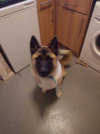 Image 8 of 7 month old male akita puppy