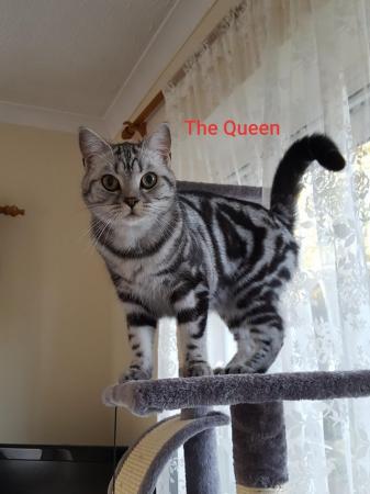 Image 4 of BSH Classic Silver Tabby