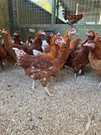 Image 3 of Ready to lay hens in a range of breeds